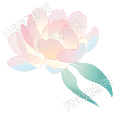 牡丹透明背景插画