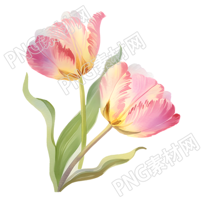 郁金香花朵插画