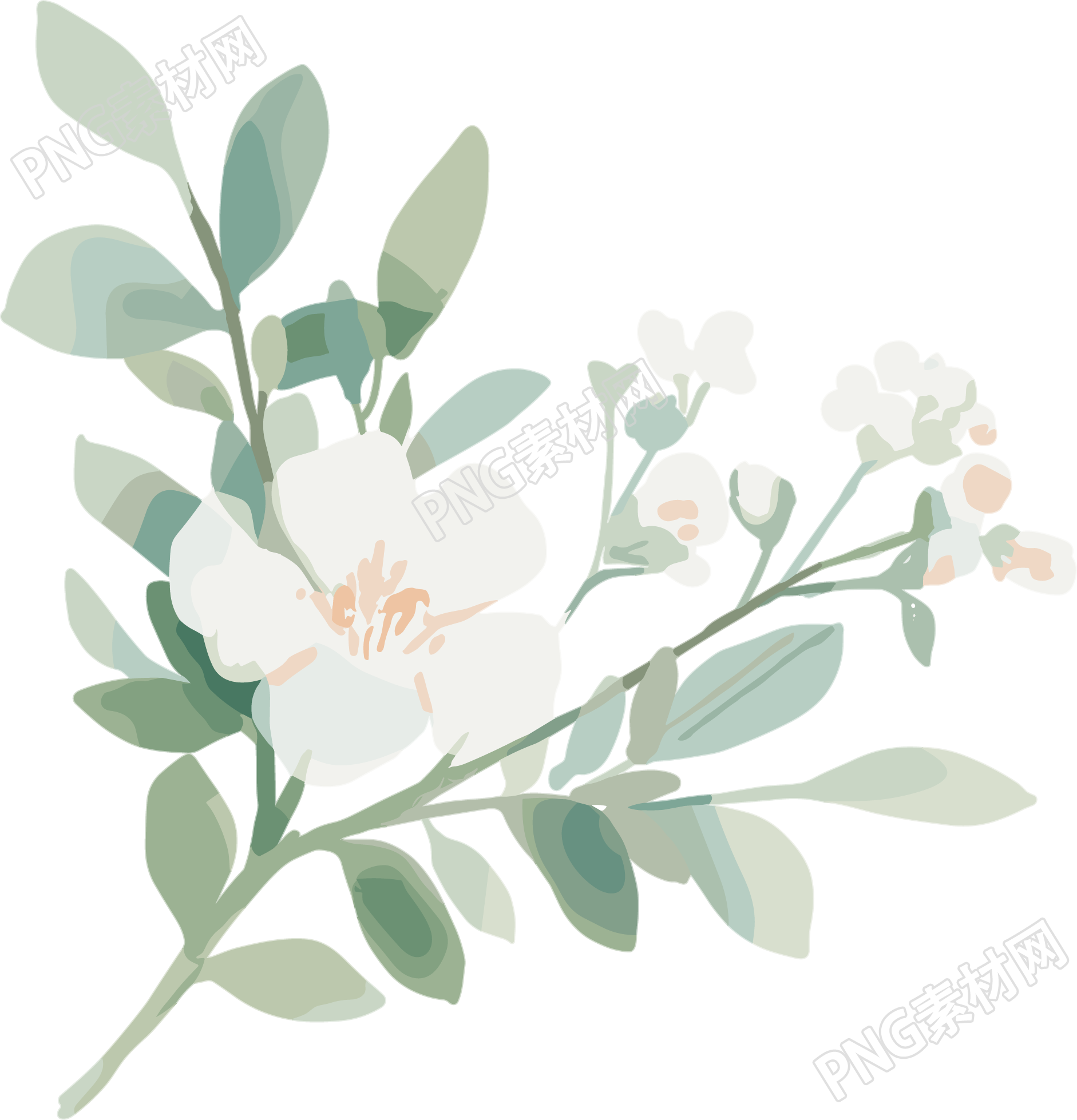 小白花水彩植物插画