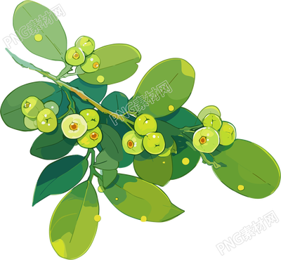 山楂水彩植物插图