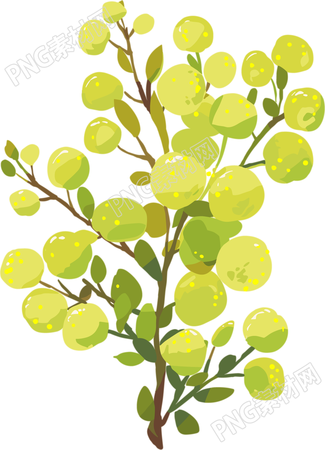 水彩植物简约插图