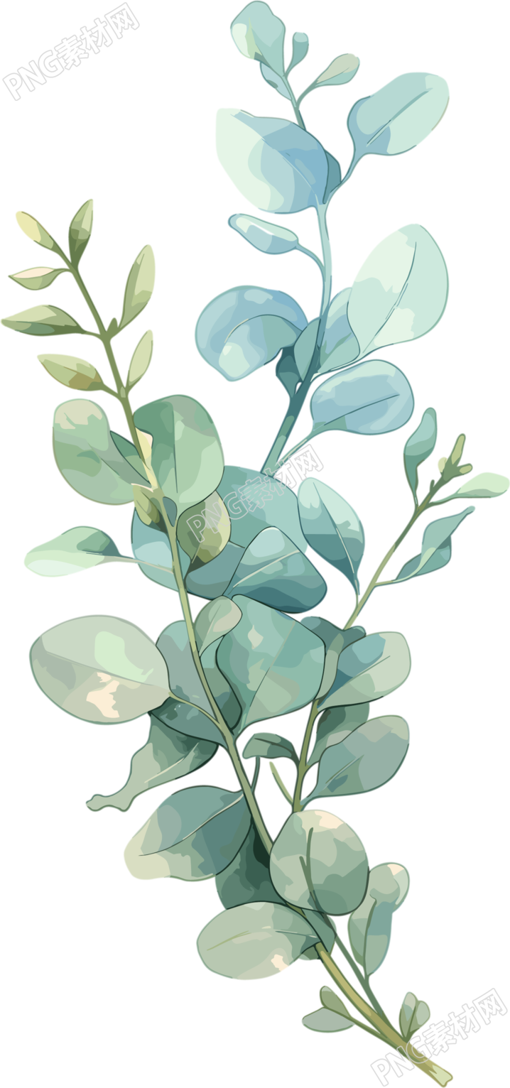 尤加利叶水彩植物商用插画