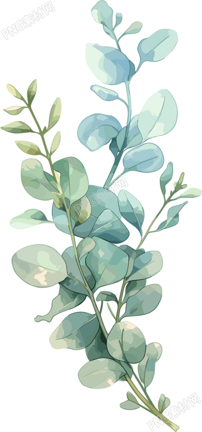 尤加利叶水彩植物商用插画