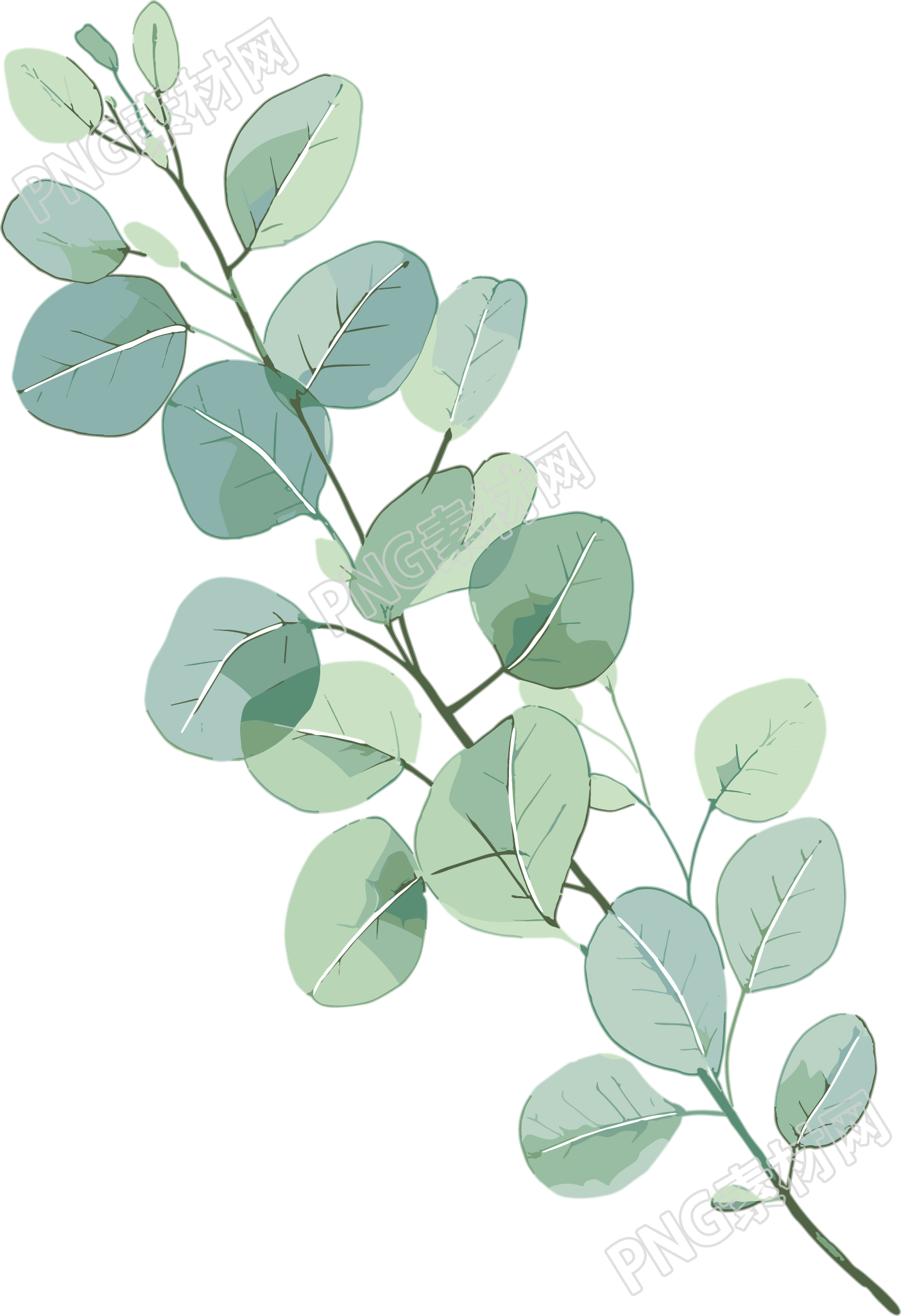 尤加利叶水彩植物插图
