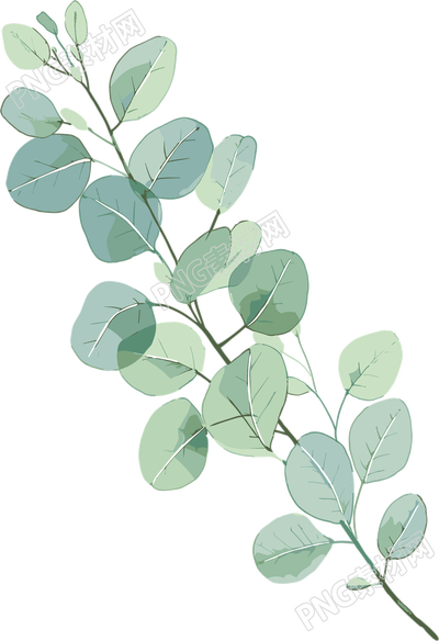 尤加利叶水彩植物插图