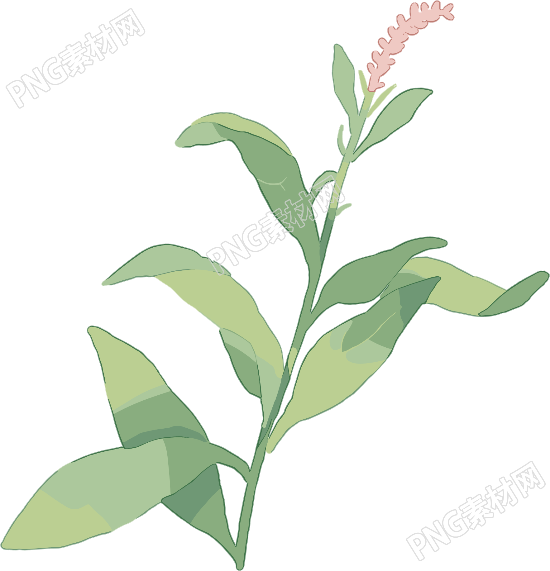 水彩植物简约风格插画