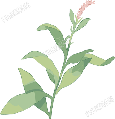 水彩植物简约风格插画