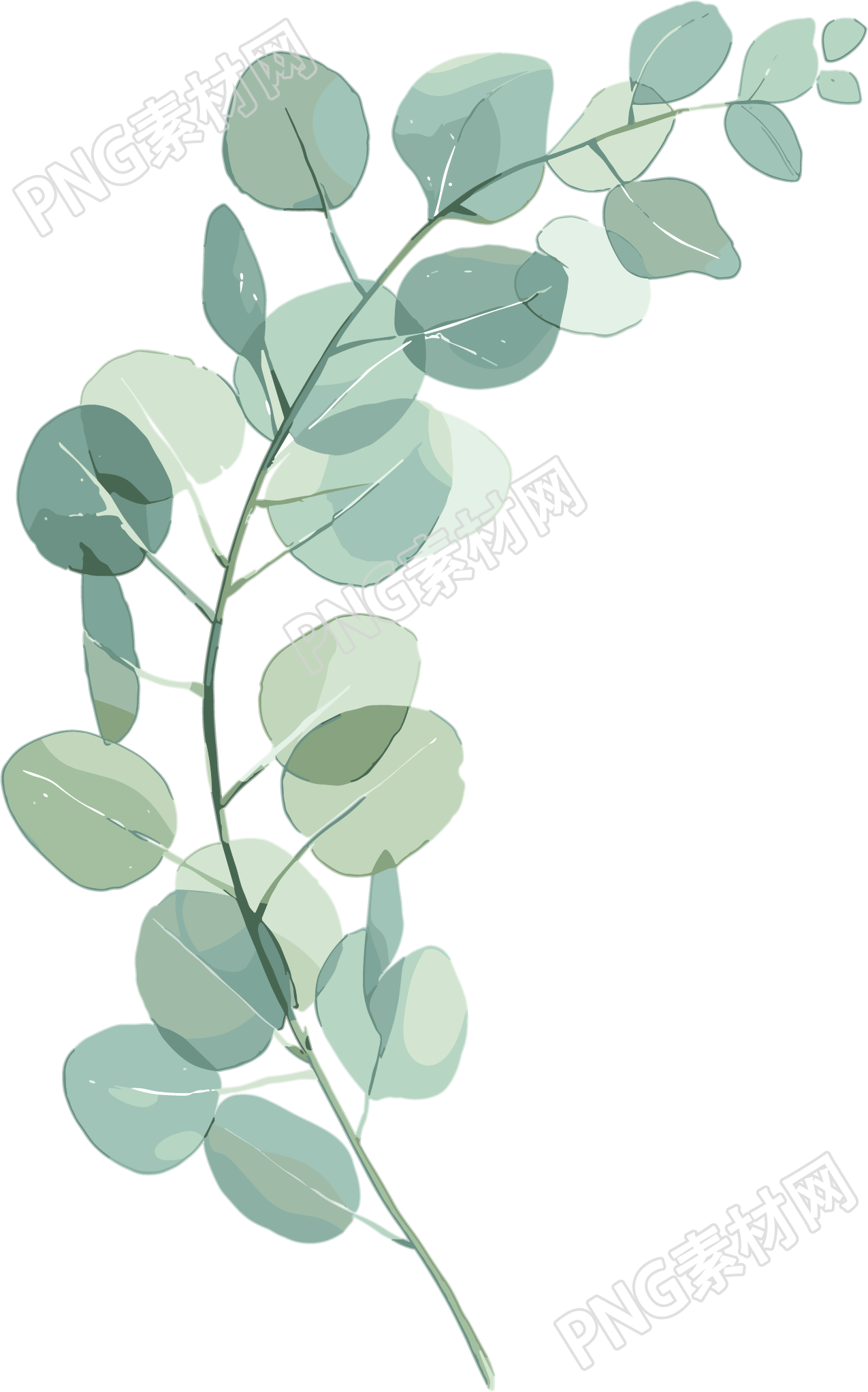 尤加利叶水彩植物插画