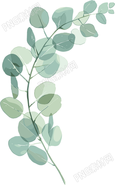 尤加利叶水彩植物插画