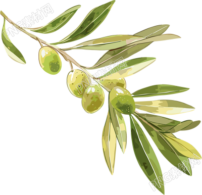 橄榄水彩植物插画