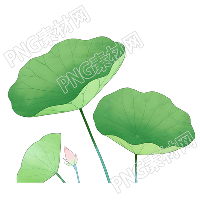 荷叶夏天PNG素材