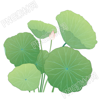荷叶夏天简约插图