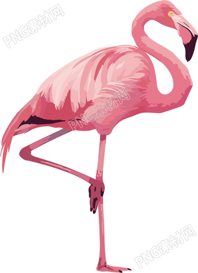 火烈鸟插图素材