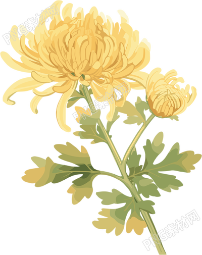 水彩菊花创意元素