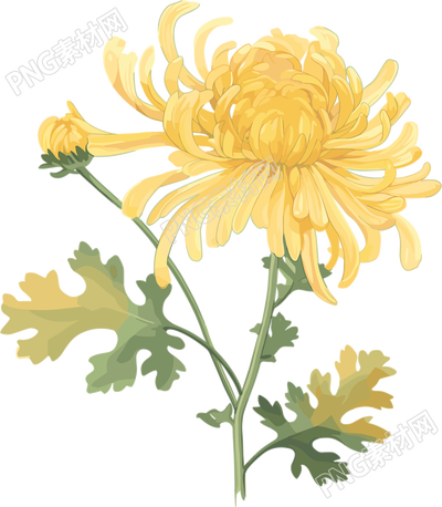 水彩菊花高清素材