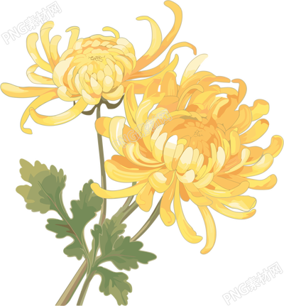 两朵水彩菊花插画