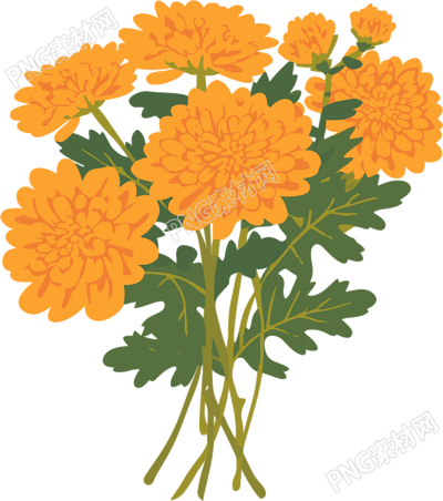 水彩菊花商用插画