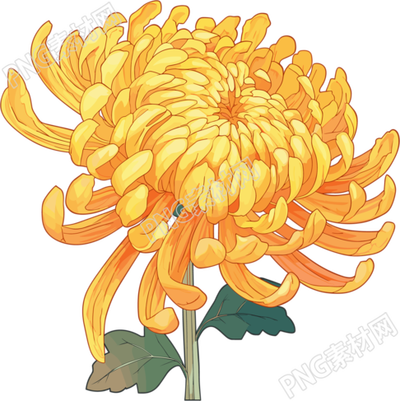 水彩菊花透明背景元素