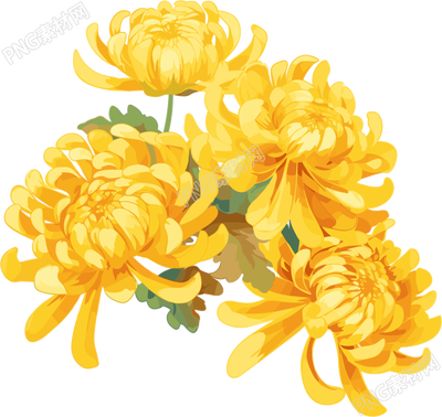 水彩菊花花瓣插画
