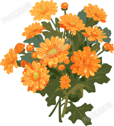 水彩菊花插图