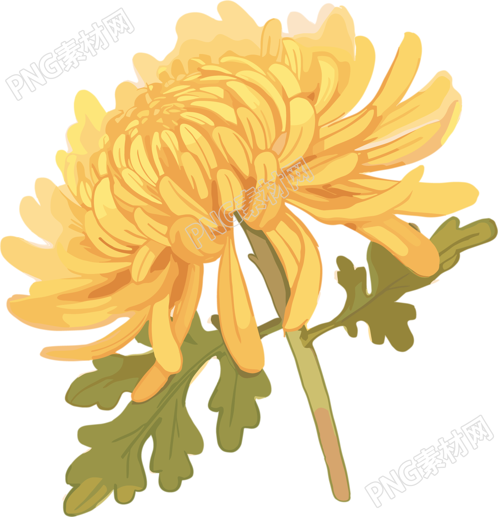 水彩菊花素材