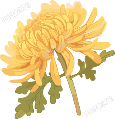水彩菊花素材