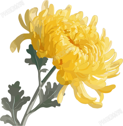 水彩菊花插画