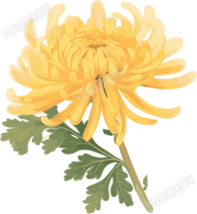 水彩菊花元素