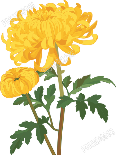 水彩菊花插画设计元素