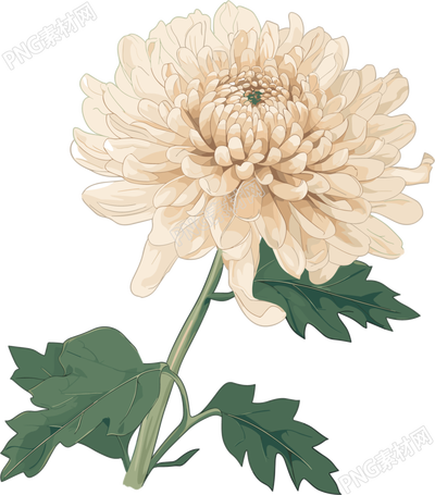 水彩菊花PNG图形素材
