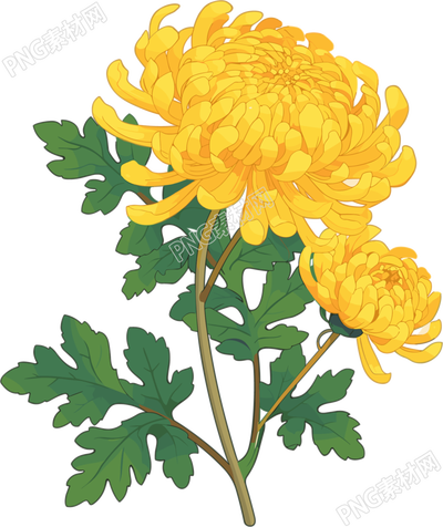 水彩菊花清新插画
