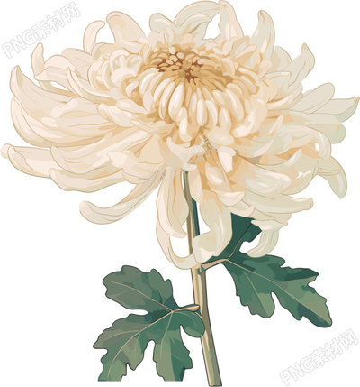 水彩菊花矢量插图
