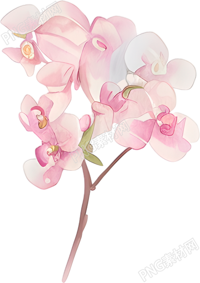 水彩蝴蝶兰插画