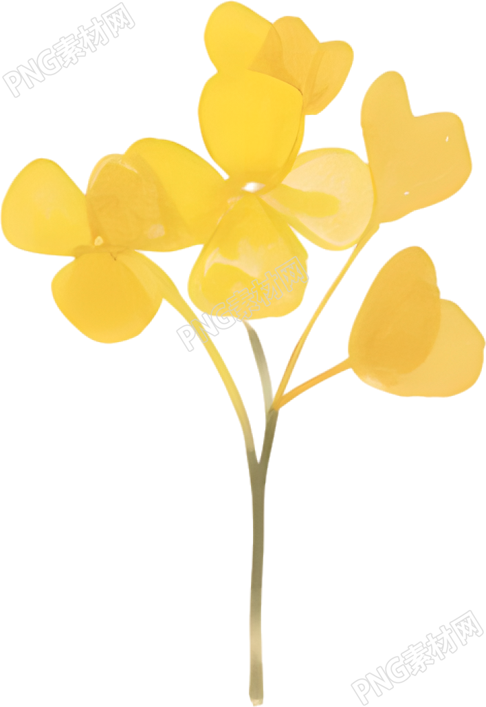 水彩油菜花装饰插图