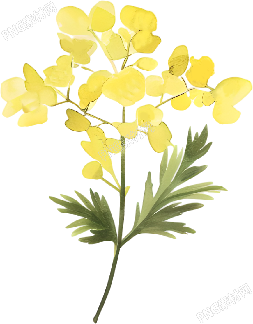 水彩油菜花装饰插画