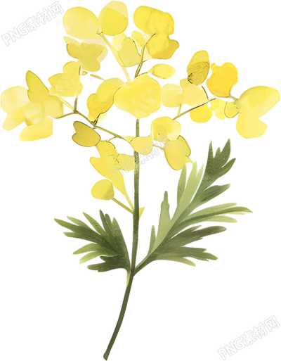水彩油菜花裝飾插畫