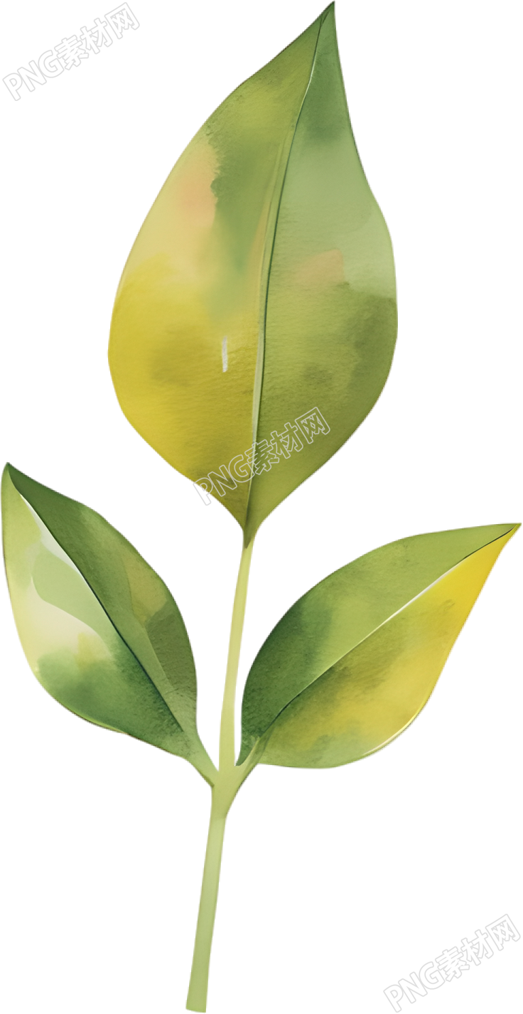 水彩植物装饰插画