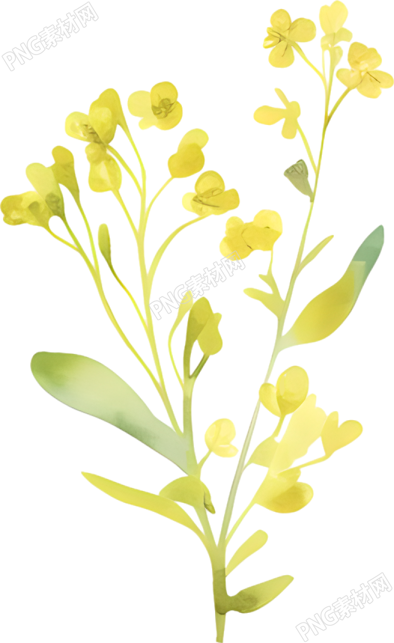 水彩油菜花装饰素材