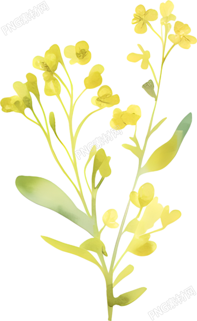 水彩油菜花裝飾素材