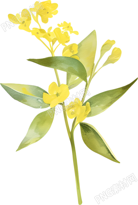 水彩油菜花唯美插图