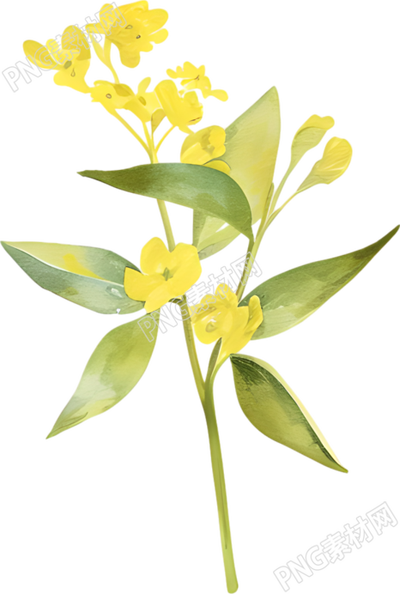 水彩油菜花唯美插圖