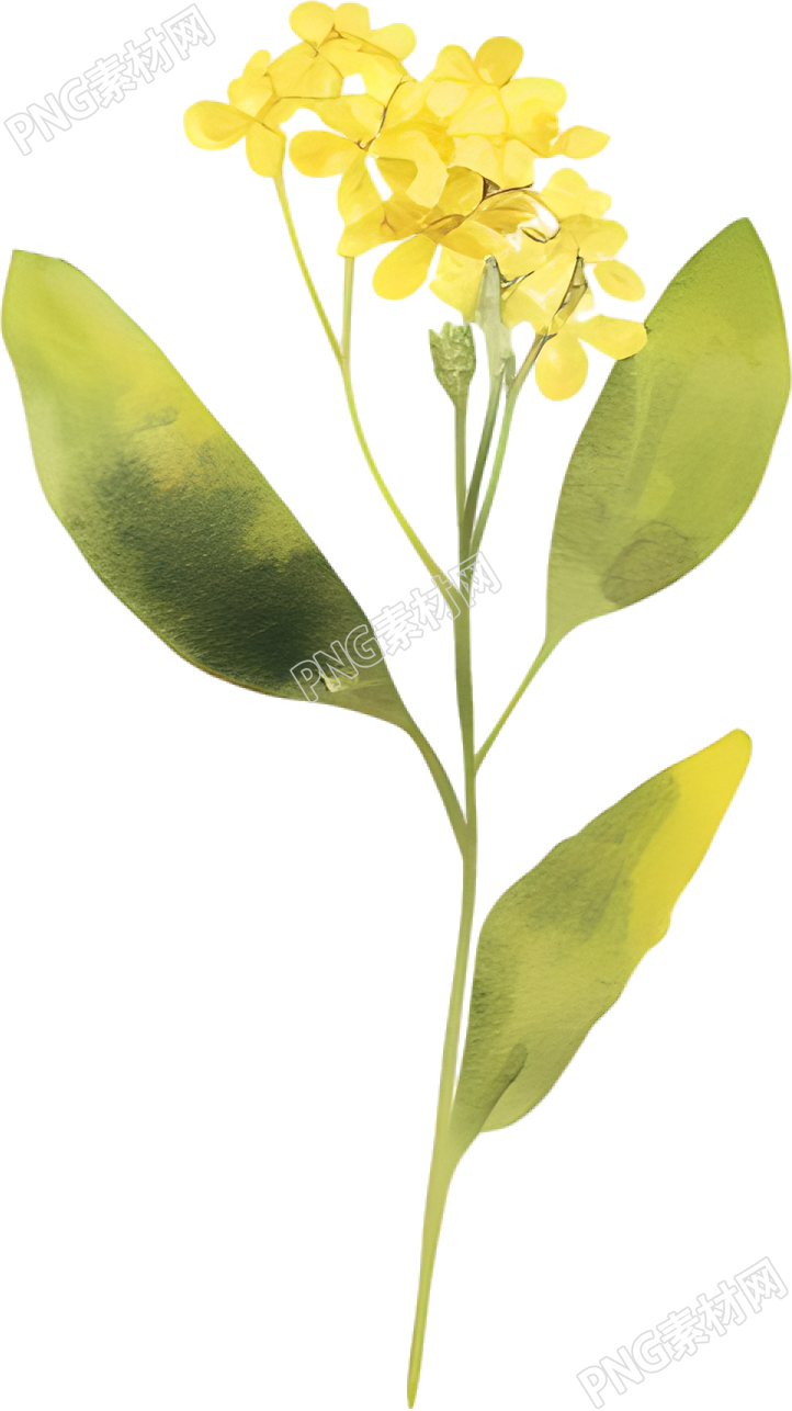 水彩油菜花唯美插画