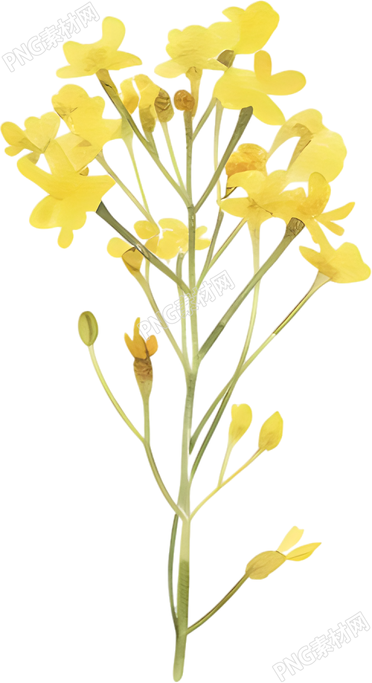 水彩油菜花唯美素材