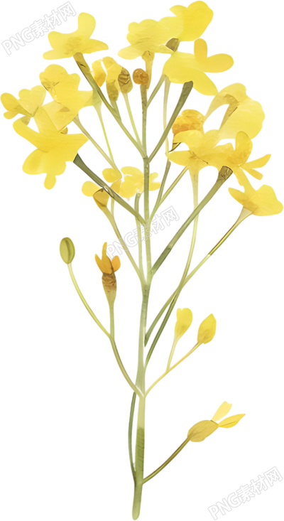 水彩油菜花唯美素材
