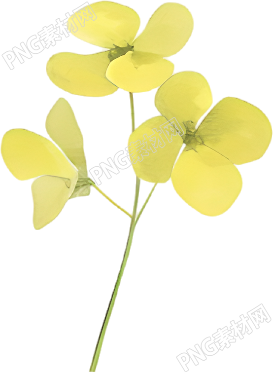 水彩油菜花花瓣素材