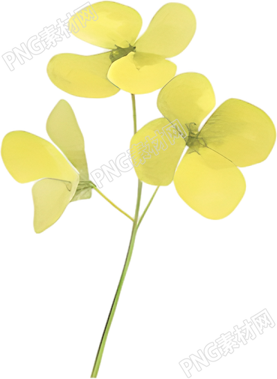 水彩油菜花花瓣素材