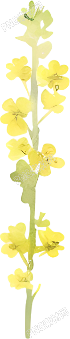 水彩油菜花装饰元素