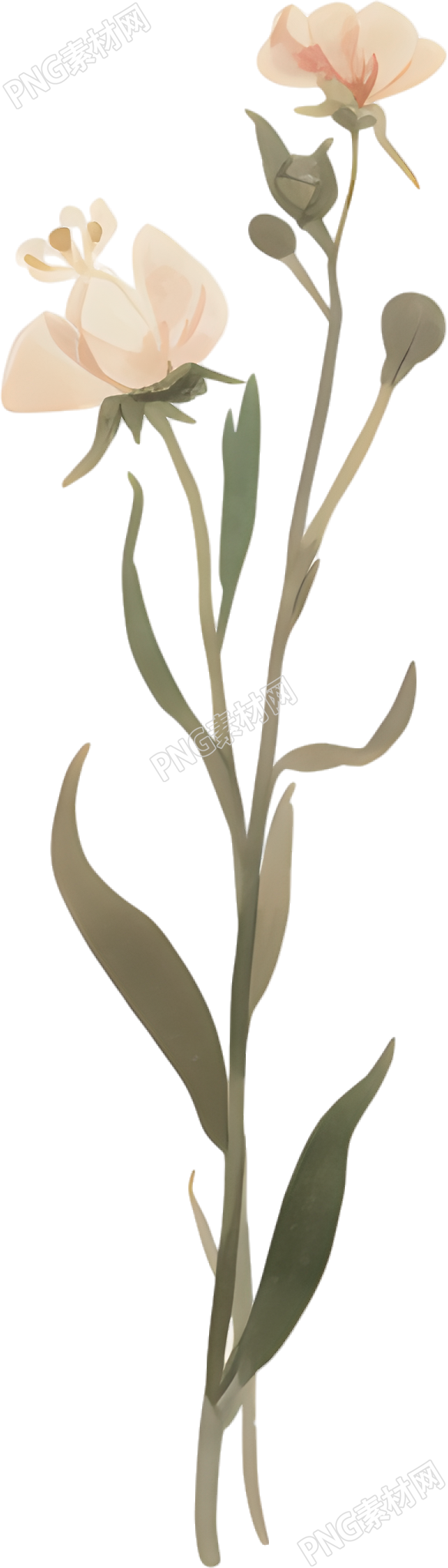 水彩花卉简约插图