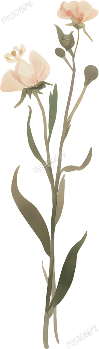 水彩花卉简约插图