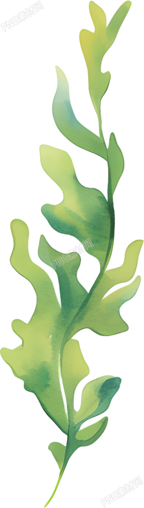 水彩水草插图